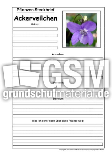 Pflanzensteckbrief-Ackerveilchen.pdf